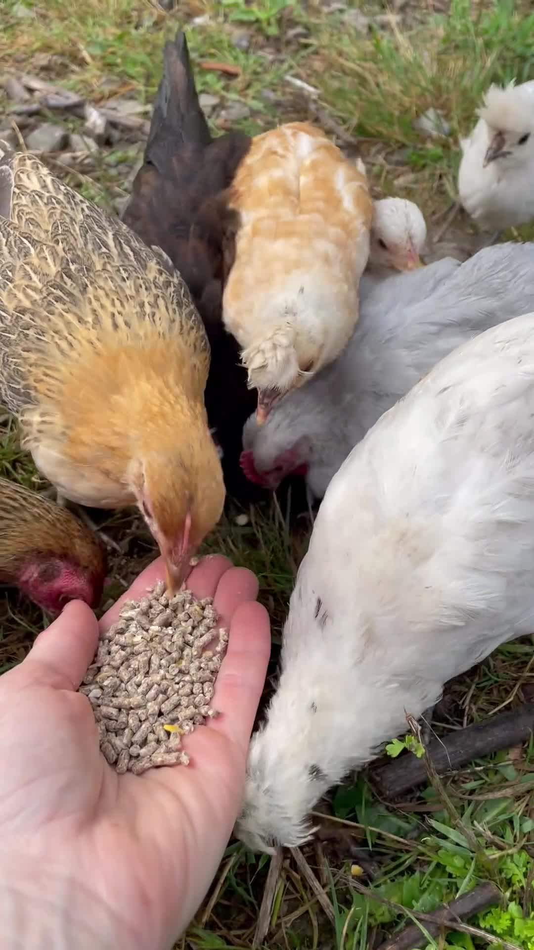 Chickens poultry for sale: Frizzle Rooster and variety of hens - Video 1