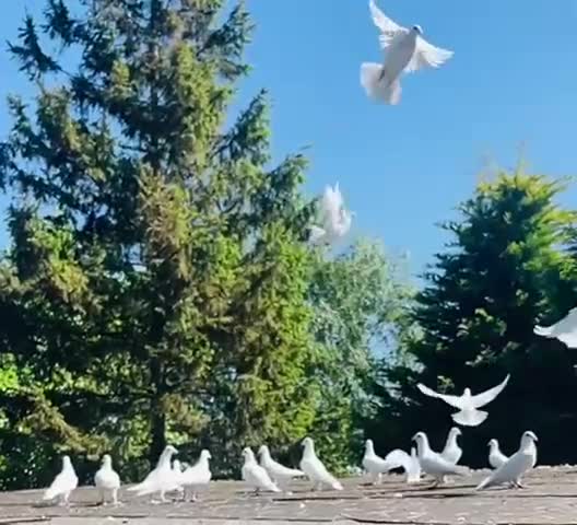 Pigeons birds for sale: White racing Pigeons” Delbar” 2025 - Video 2