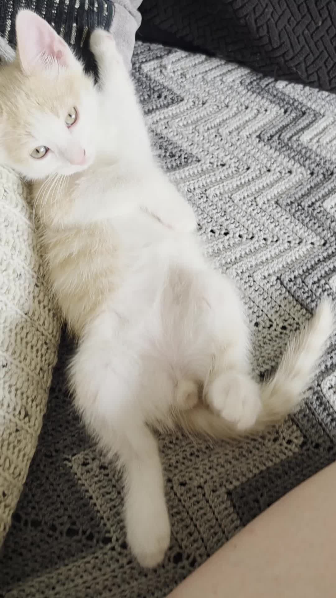 Ragdoll cats for sale: Beautiful ragdoll X - Video 3