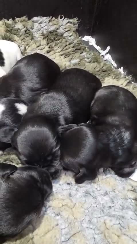 Cocker Spaniel dogs for sale: UNIQUE MARKED COCKER SPANIEL PUPPIES,HEALTH TESTED - Video 1