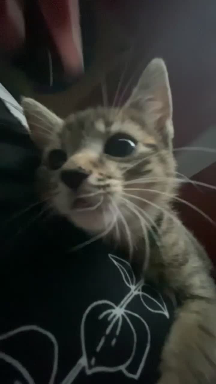 Bengal cats for sale: Beautiful baby bengal girl  - Video 1