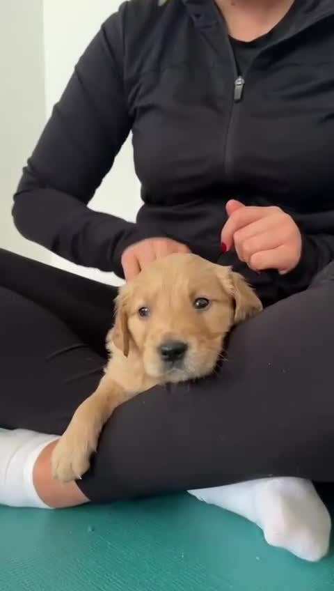 Golden Retriever dogs for sale: Working Line KC reg golden retriever puppies  - Video 1