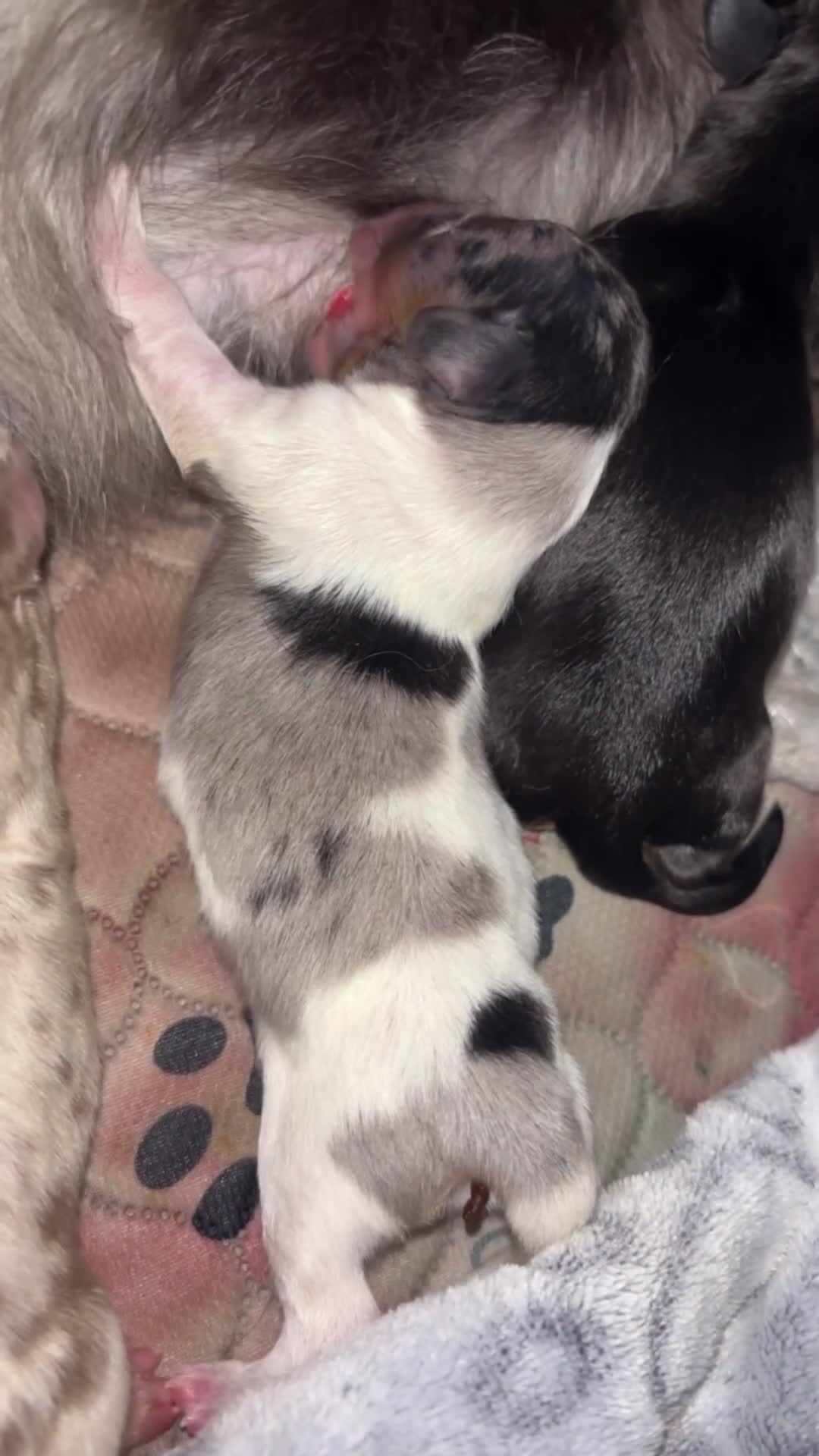 Miniature Dachshund dogs for sale: Stunning miniature Daschunds ❤️🌈💕 - Video 3