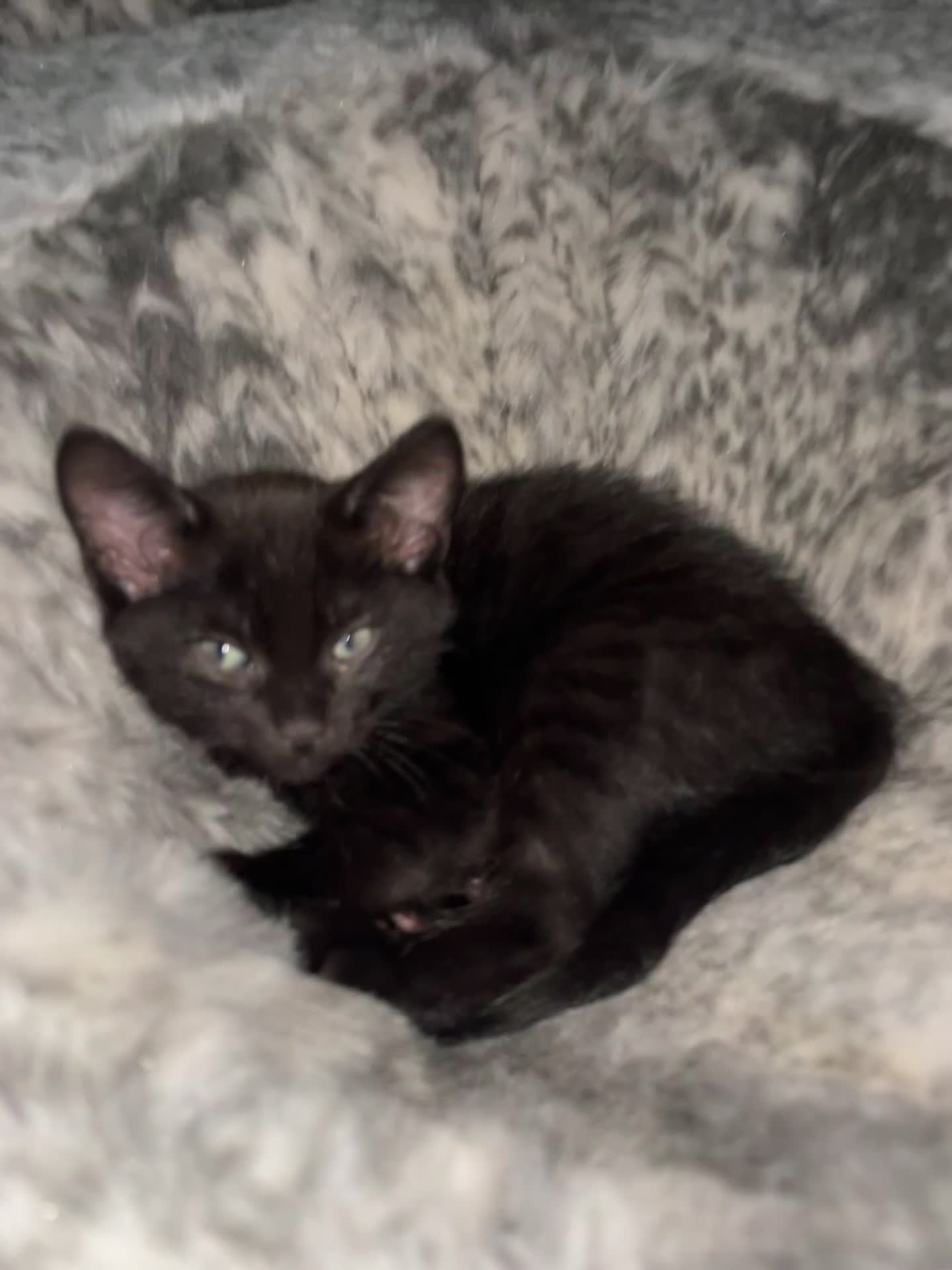 Mixed Breed cats for sale: 5 beautiful and friendly kittens! - Video 4