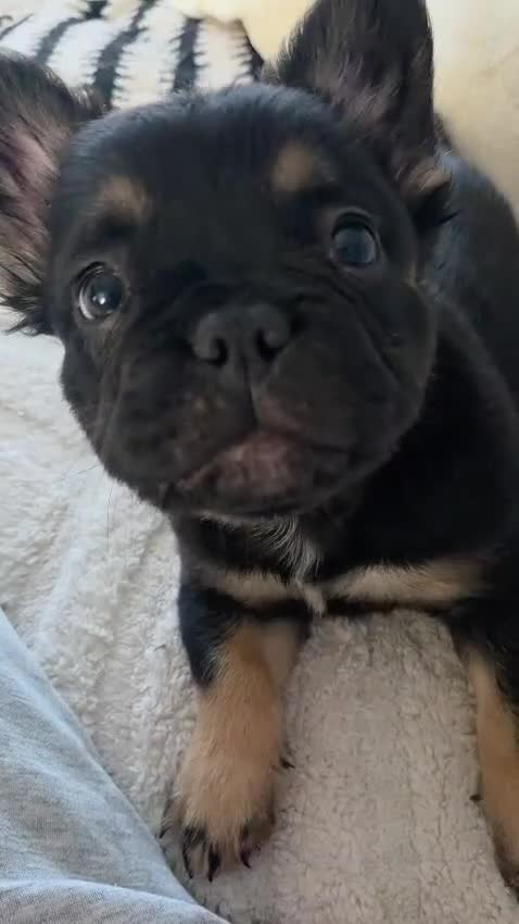 French Bulldog dogs for sale: FLUFFY FRENCHIE READY  - Video 2