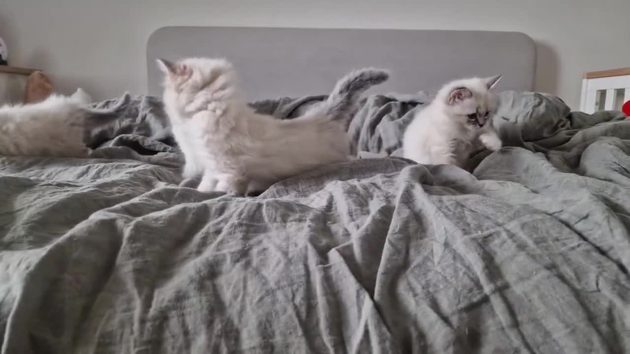 Siberian cats for sale: GCCF Champion line Siberian Kitten - Video 1