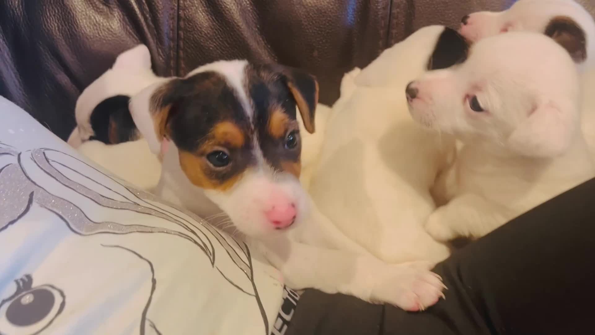 Jack Russell dogs for sale: Jack Russell Puppies - Video 1