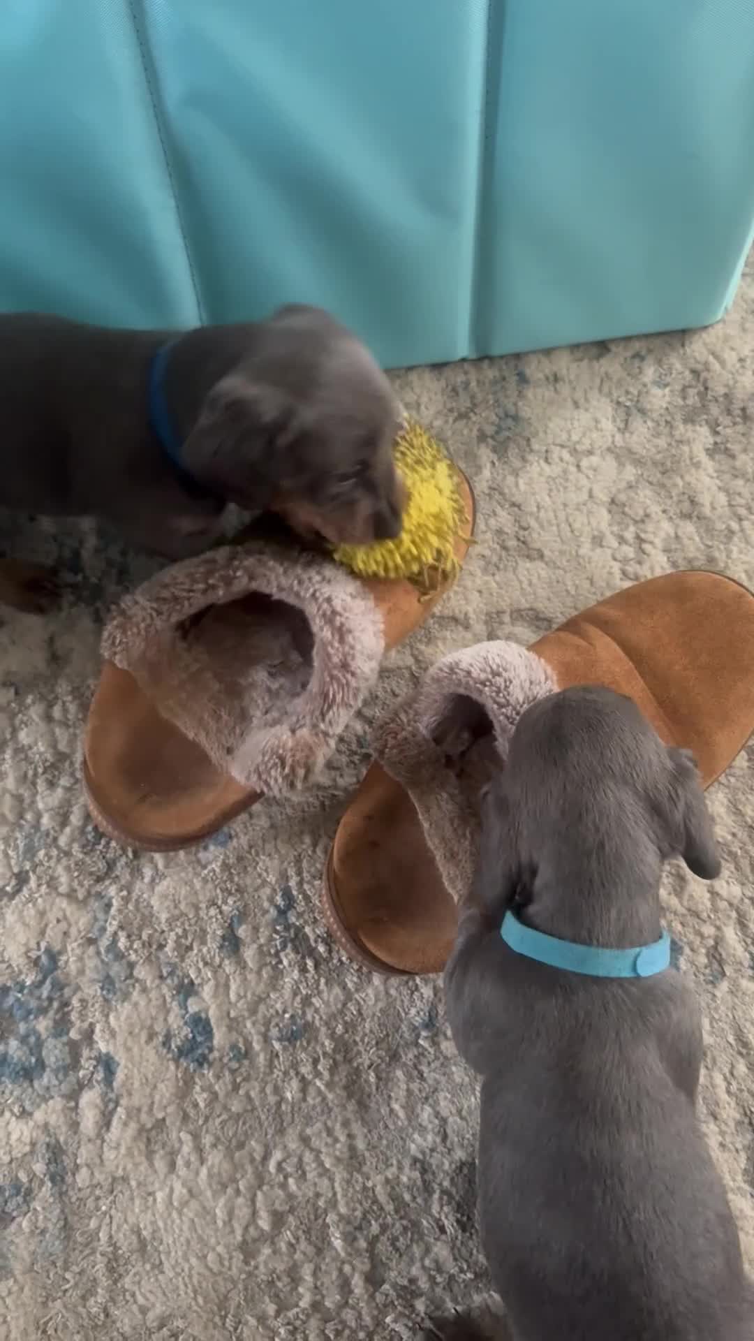 Miniature Dachshund dogs for sale: Miniature Daschund puppies - Video 3