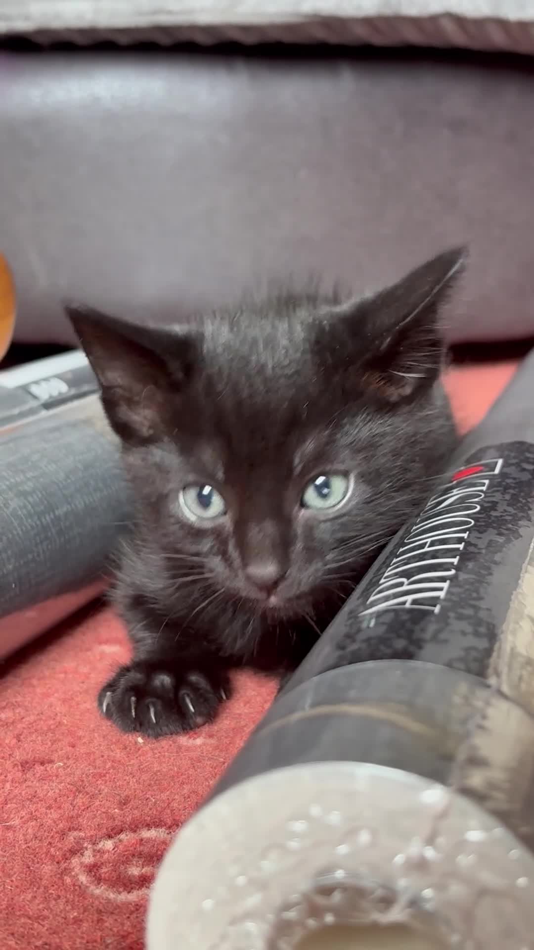 Mixed Breed cats for sale: 5 beautiful Kittens  - Video 4