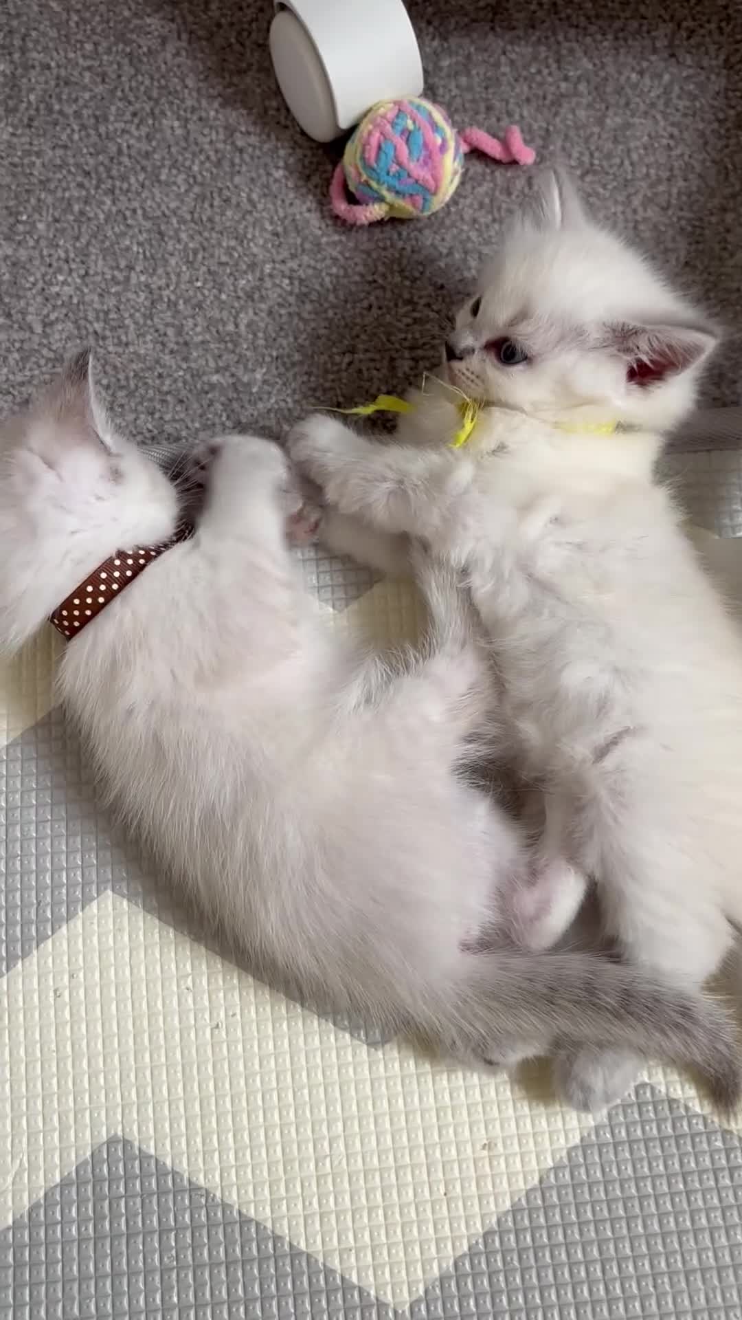 Ragdoll cats for sale: 2 beautiful ragdoll‘s girls for sale  - Video 1