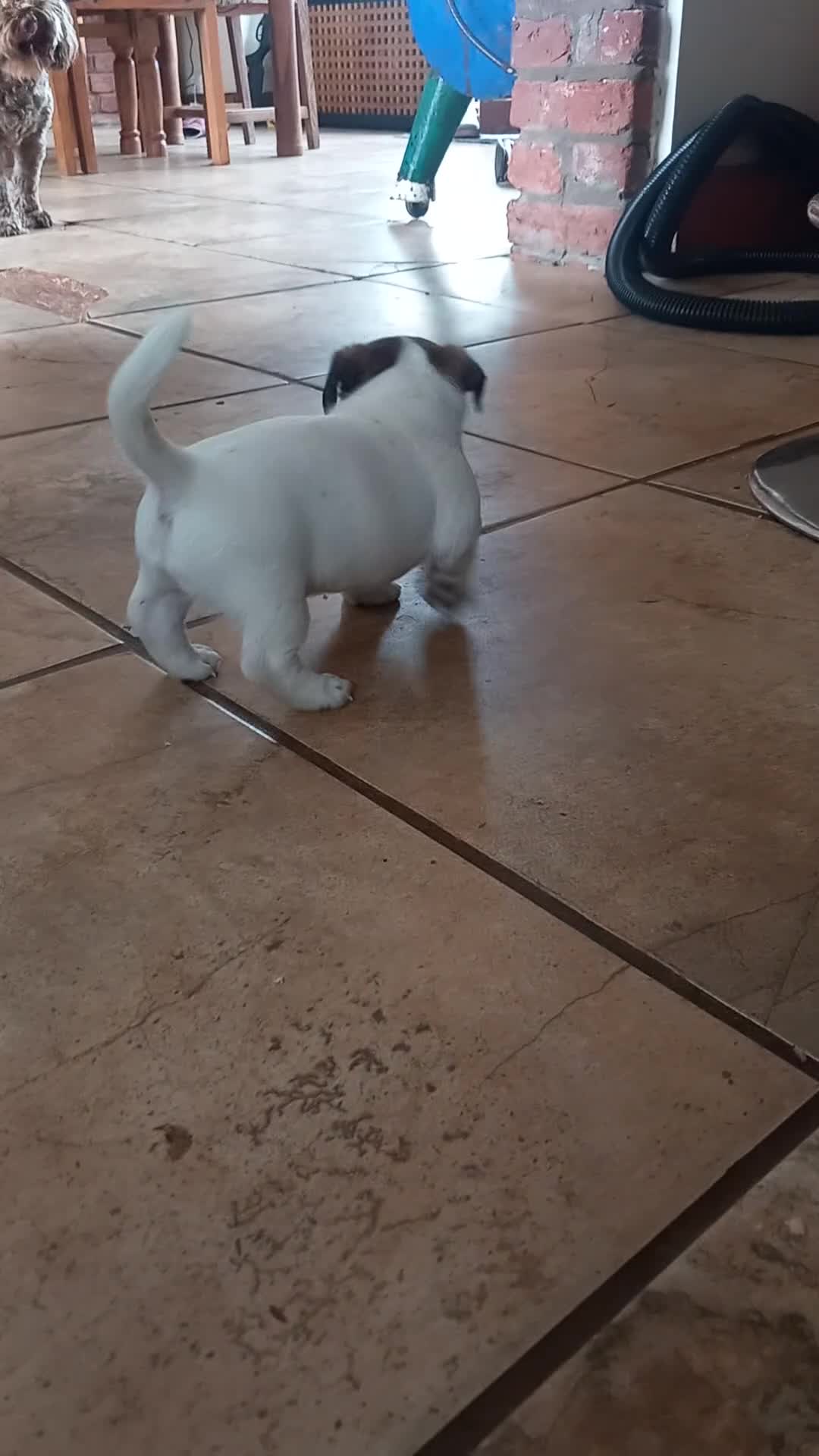 Jack Russell dogs for sale: 1x boy available  - Video 1