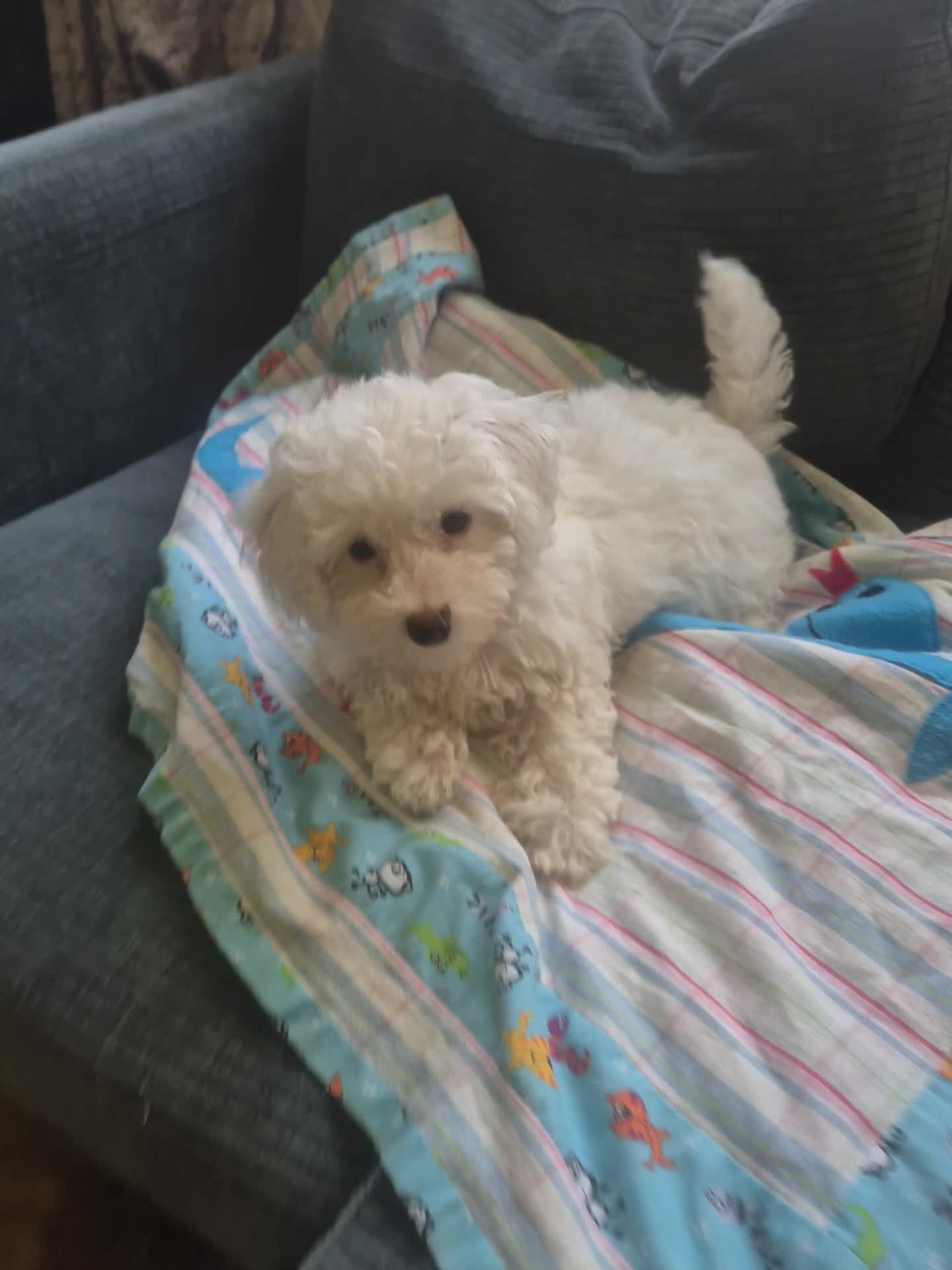 Maltipoo dogs for sale: Beautiful Toy Maltipoo Puppy DNA tested clear - Video 1
