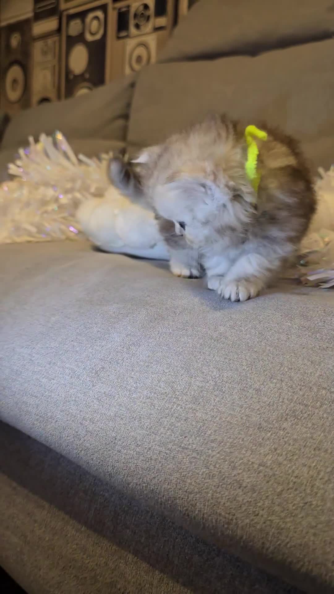 Persian cats for sale: Persian fluffy angels - Video 3