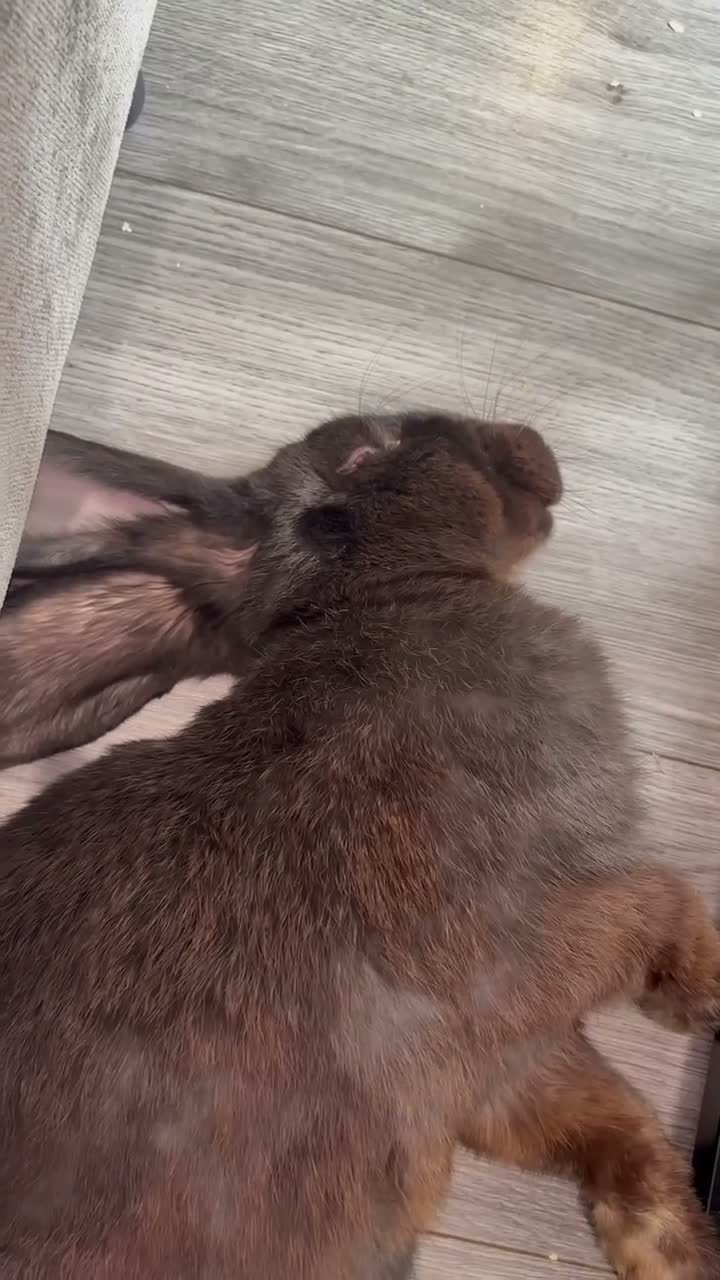 Continental Giant rabbits for sale: GIANTS carriers of the VN gene - Video 1