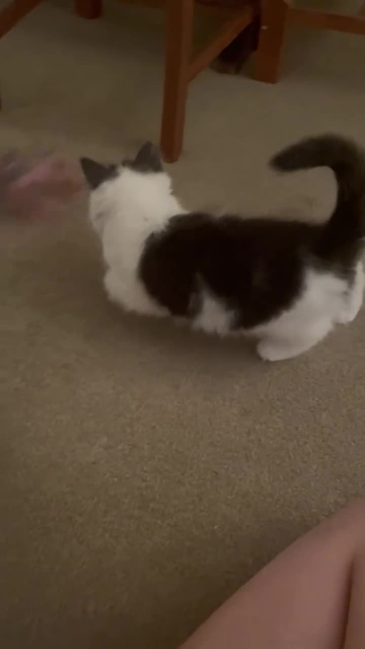 Mixed Breed cats for sale: Fluffy little male kitten - Video 1