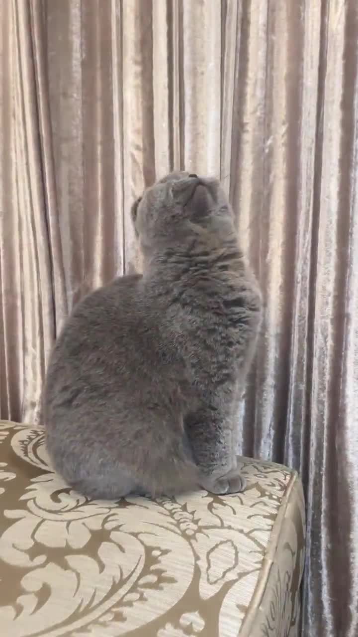 Scottish Fold cats for sale: Our Sightless Superstar - Willow  - Video 1