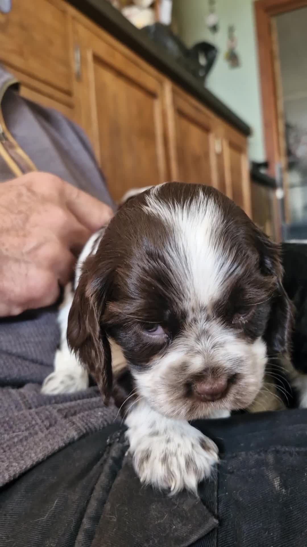 Cockalier dogs for sale: Stunning girls. DNA health tested parents  - Video 1