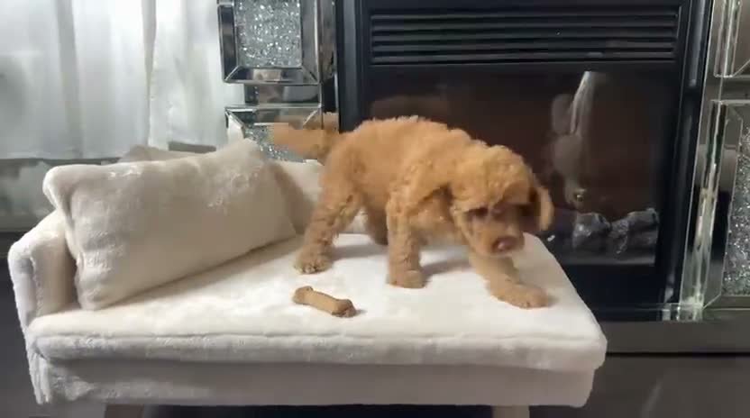 Cockapoo dogs for sale: READY NOW TO FIND HOMES  - Video 1