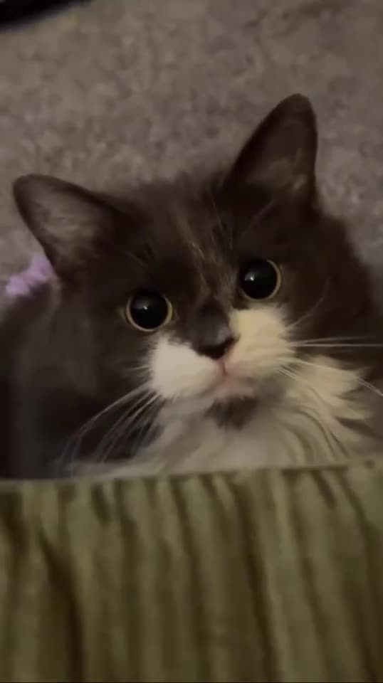 Domestic Shorthair cats for sale: 2x cats for rehome together - Video 1