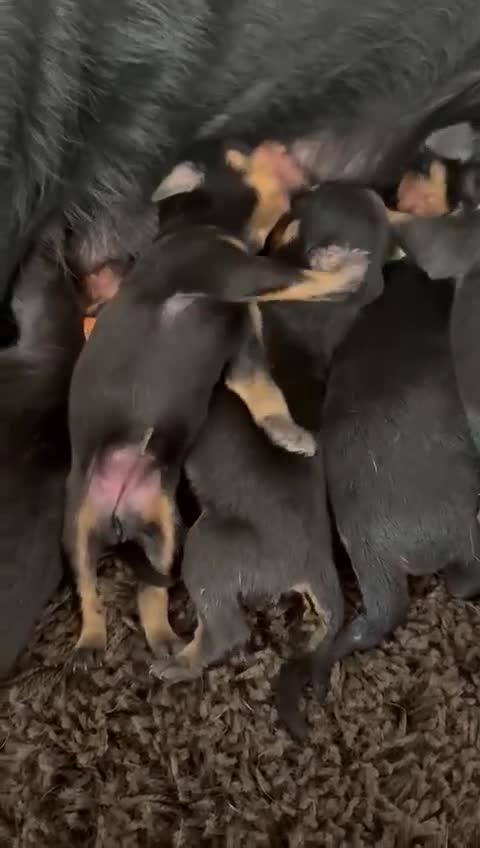 Rottweiler dogs for sale: Stunning chunky Rottweiler puppies - Video 1