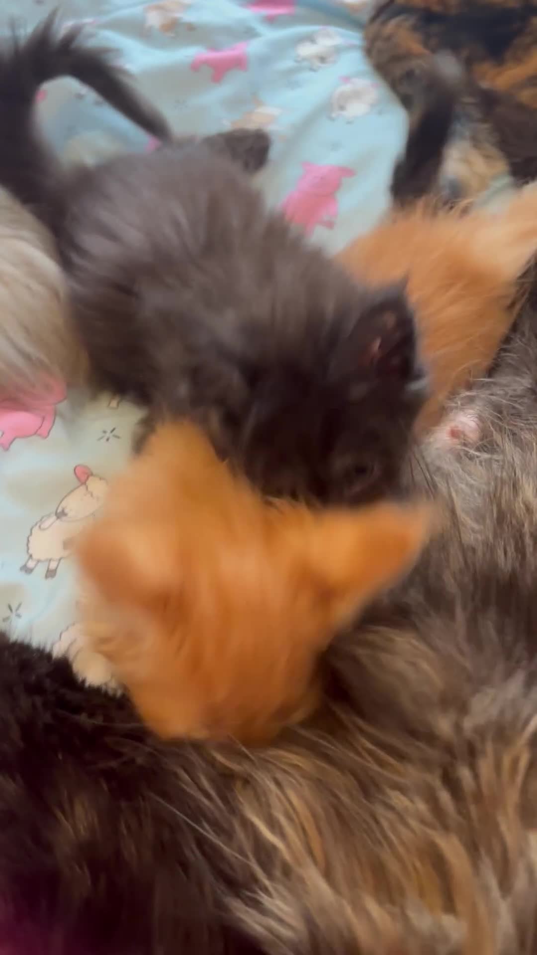 Maine Coon cats for sale: Ginger / tri colour pure Maine coon kittens  - Video 2