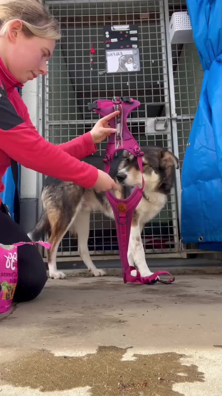 Mixed Breed dogs for adoption: Ralphie - Video 4