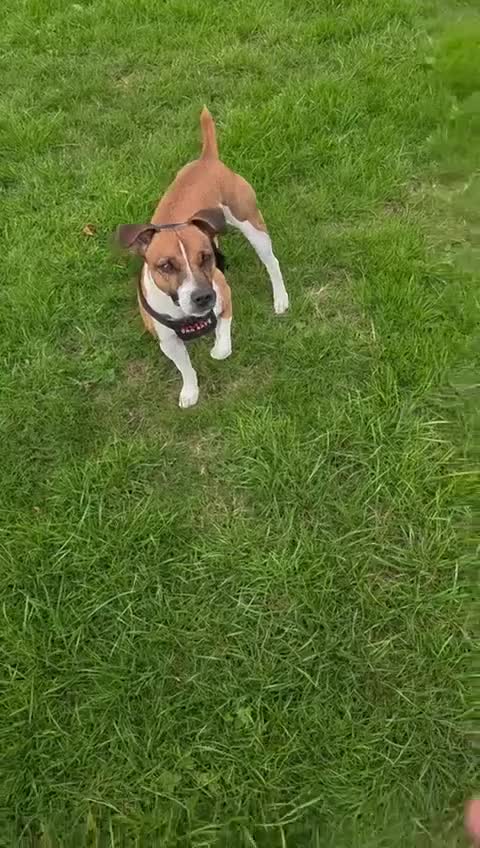 Plummer Terrier dogs for sale: Plummer terrior male - Video 1