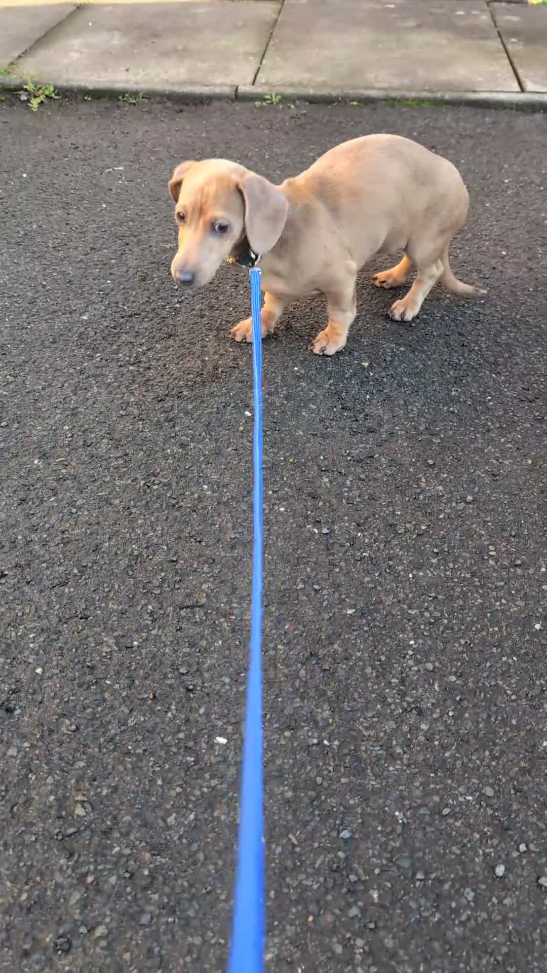 Dachshund dogs for sale: Standard Dachshund Puppies - Video 2