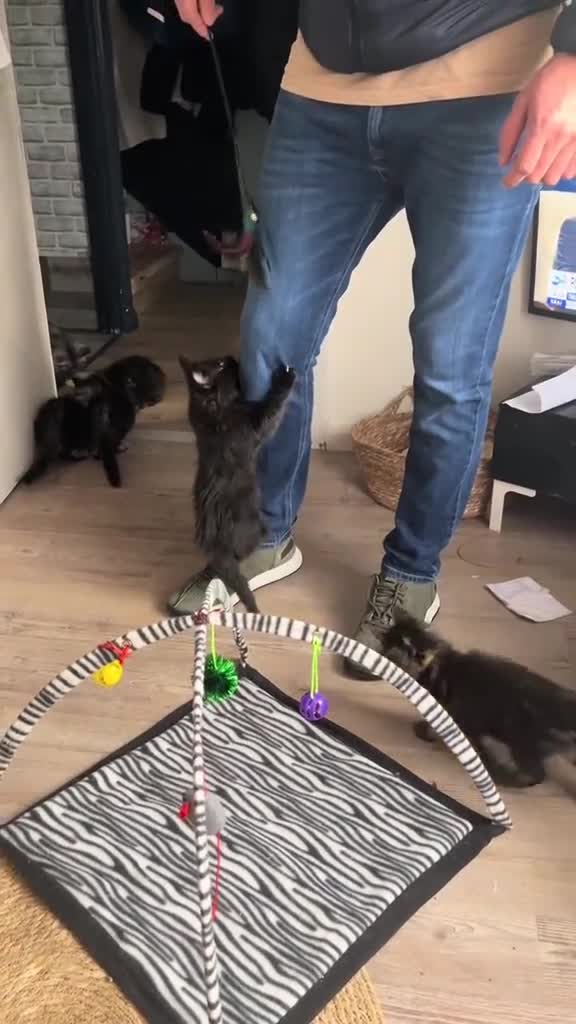 Maine Coon cats for sale: Gorgeous Black & Black Smoke kittens TICA parents - Video 1