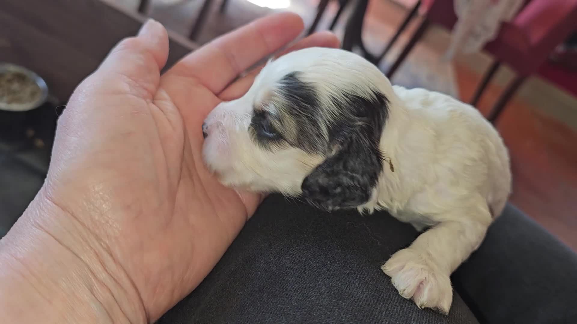 Cockapoo dogs for sale: Amazing Roan and Tri Colored F1 Cockapoos - Video 2