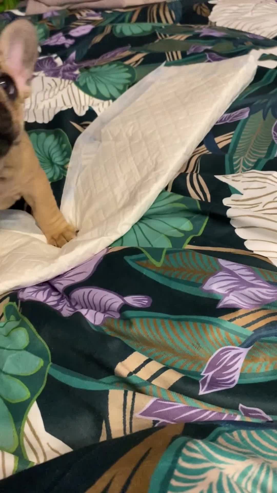 French Bulldog dogs for sale: Stunning KC Registered French Bulldogs-READY NOW! - Video 1