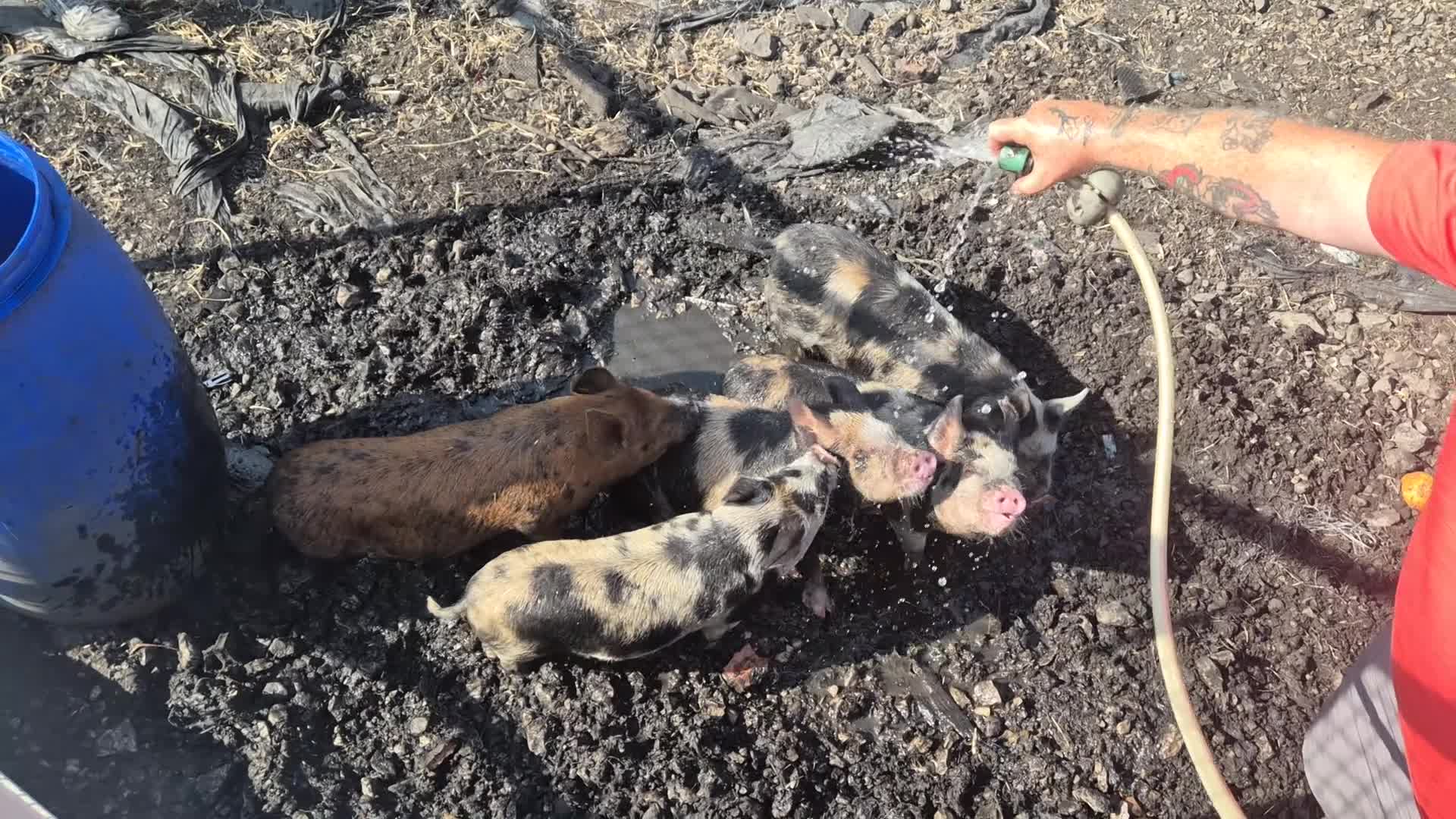 Pig livestock for sale: Juliana x kunekune piglets - Video 2