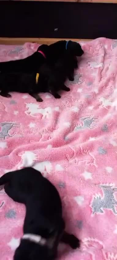 German Shepherd dogs for sale: Excellent Long-Haired German Shepherd Puppies. KC. - Video 4