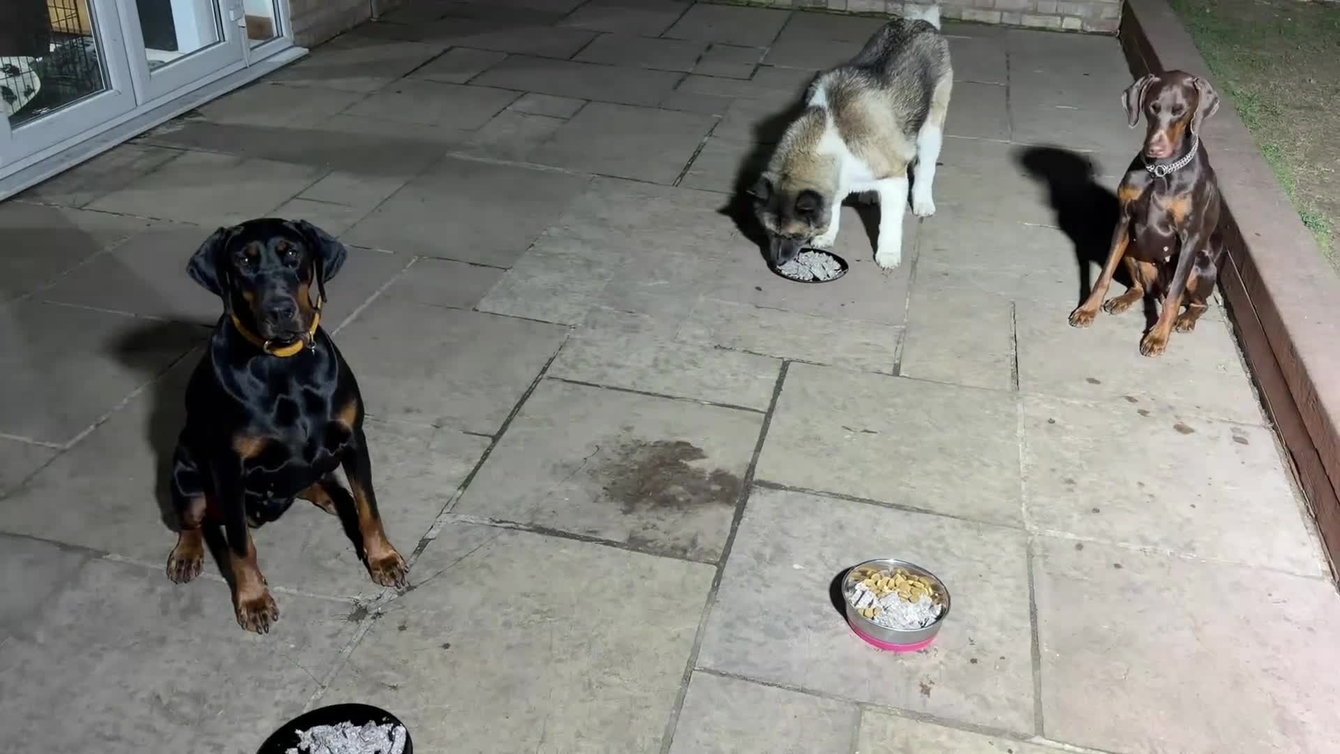 Dobermann dogs for sale: Dobermann female 1yo for rehome - Video 2