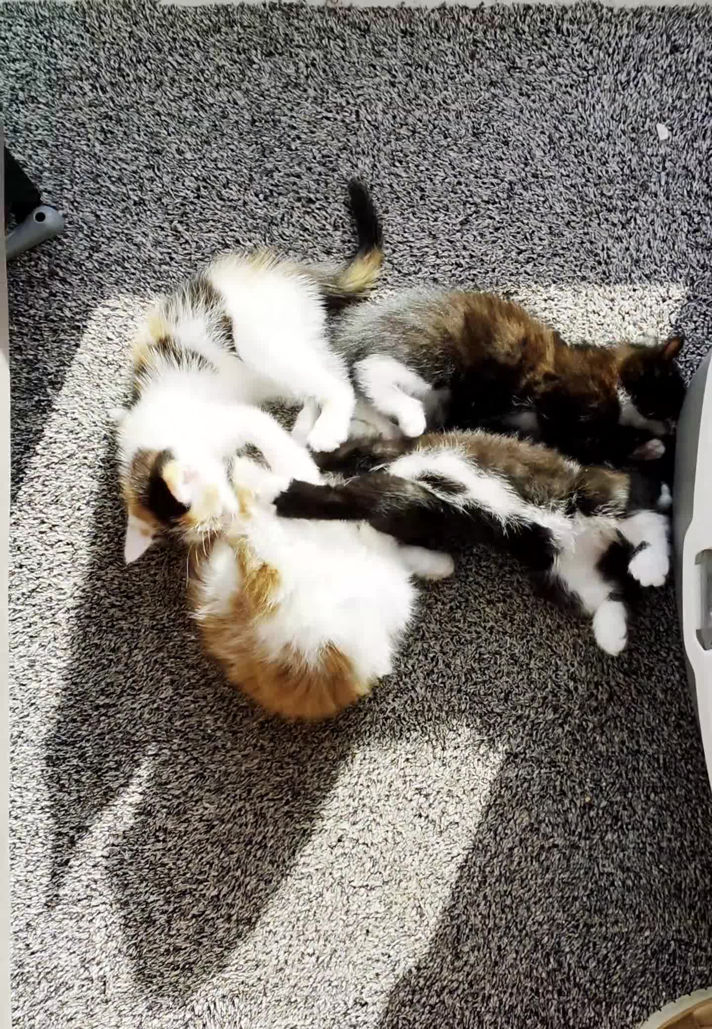 Mixed Breed cats for sale: Beautiful 9 Week Old Mixed Breed Kittens Ready Now - Video 1