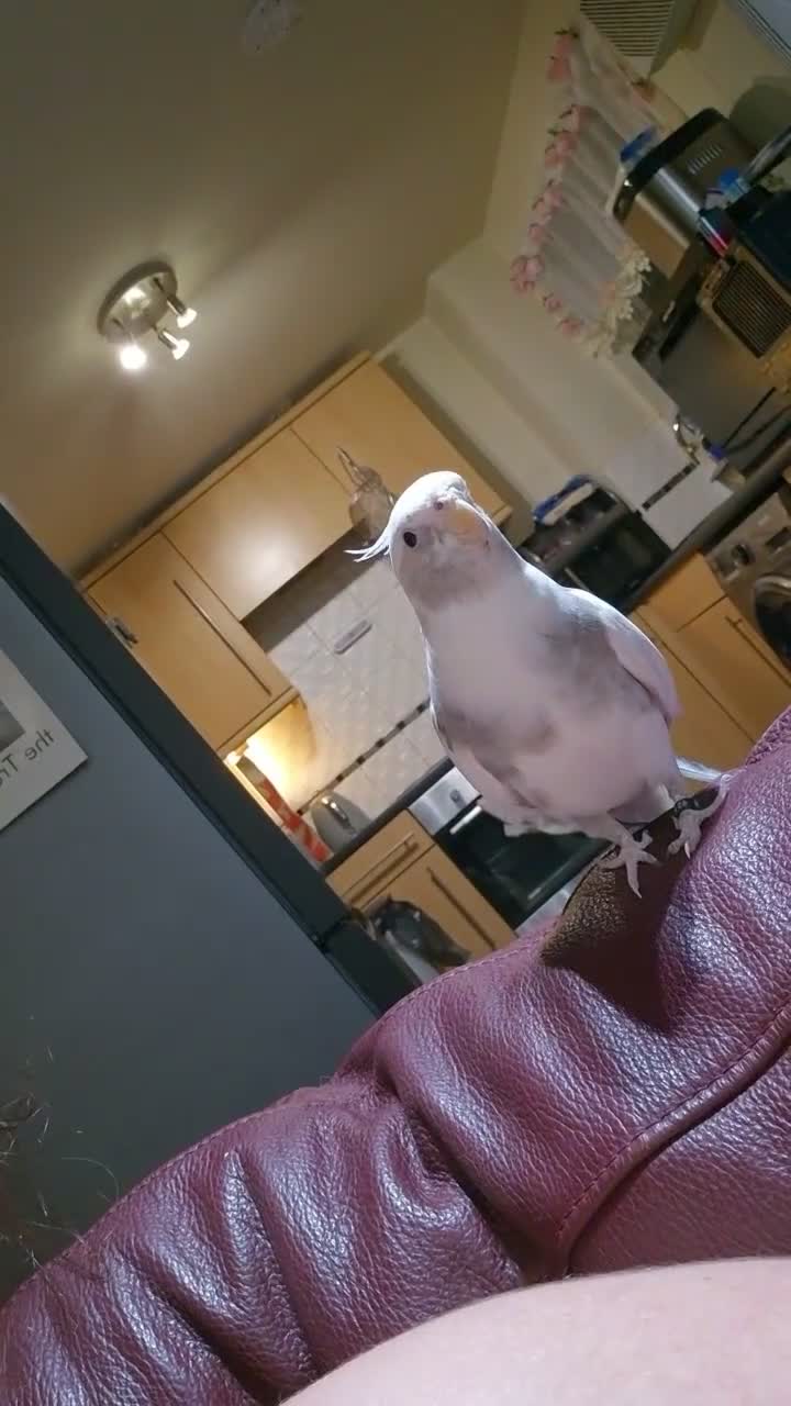 Cockatiels birds for sale: Ricky is looking for a loving forever home in Warrington - Video 2
