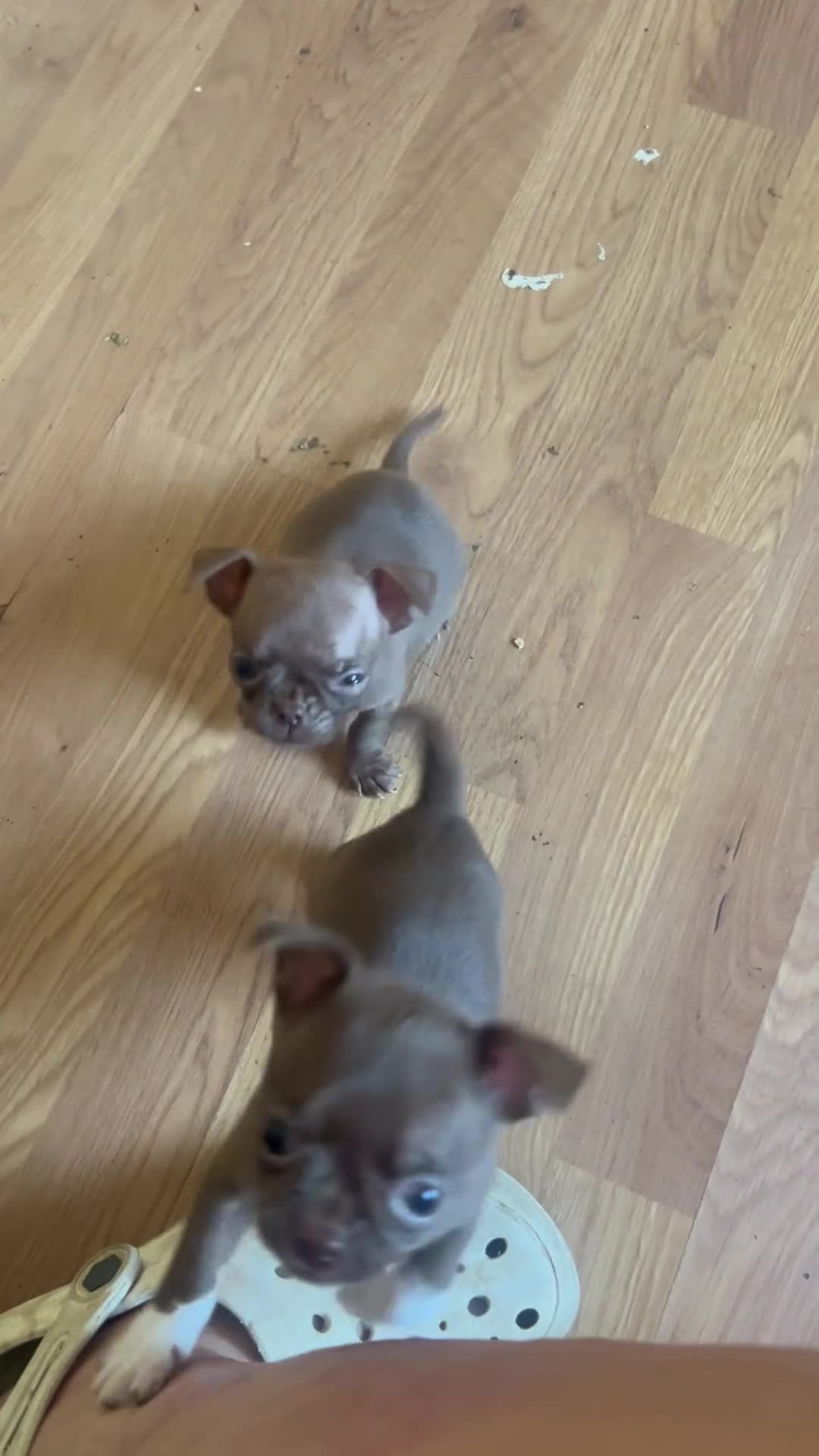 Chihuahua dogs for sale:  Cute Chocolate Chihuahuas  - Video 1