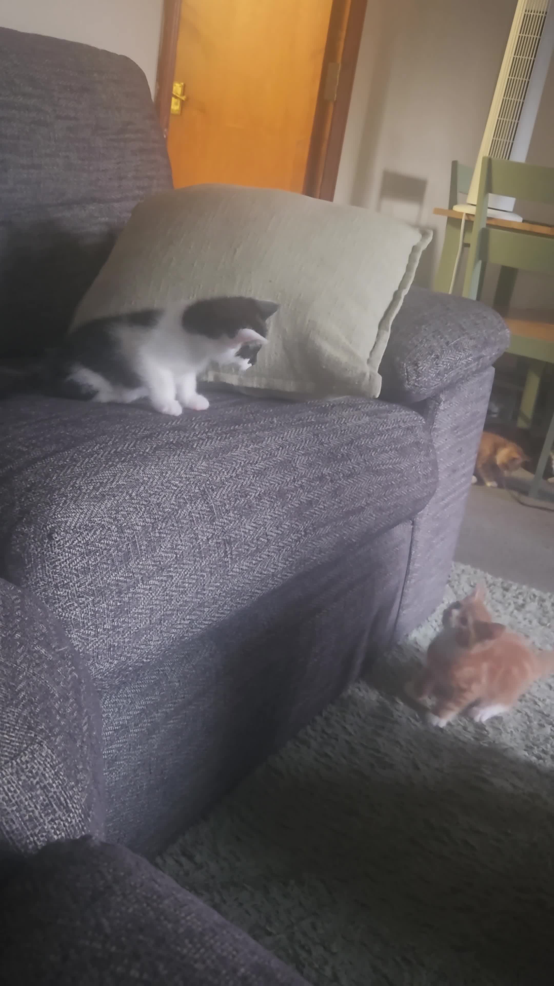Mixed Breed cats for sale: Last ginger boy ready to leave tomorrow  - Video 1