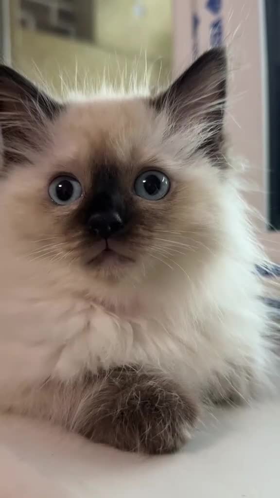 Ragdoll cats for sale: ✨🌿 Only One Left! Stunning Seal Point Ragdoll🤎 in Manchester - Video 2