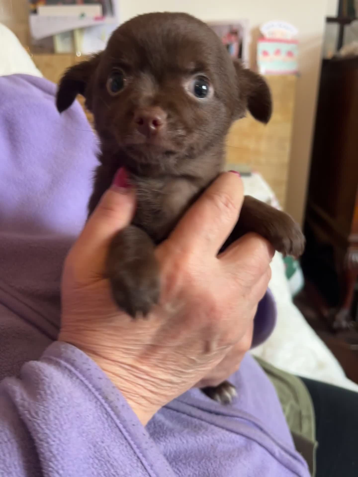 Chihuahua dogs for sale: Rare chocolate chihuahua puppies - Video 1