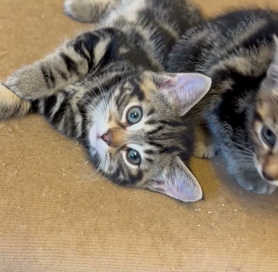 Savannah cats for sale: Stunning Savannah cross kittens, mum TICA reg - Video 2