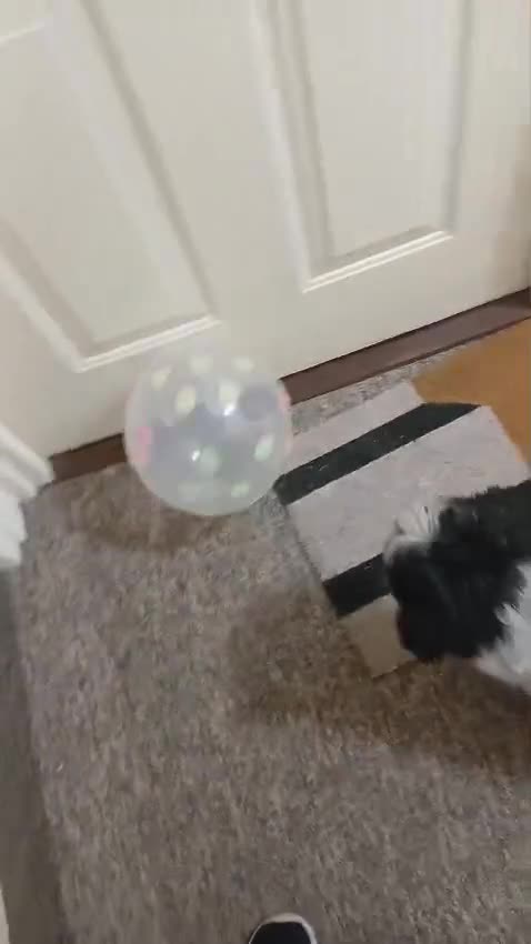 Shih Tzu dogs for sale:  2 year old Shih Tuz looking for loving home - Video 2