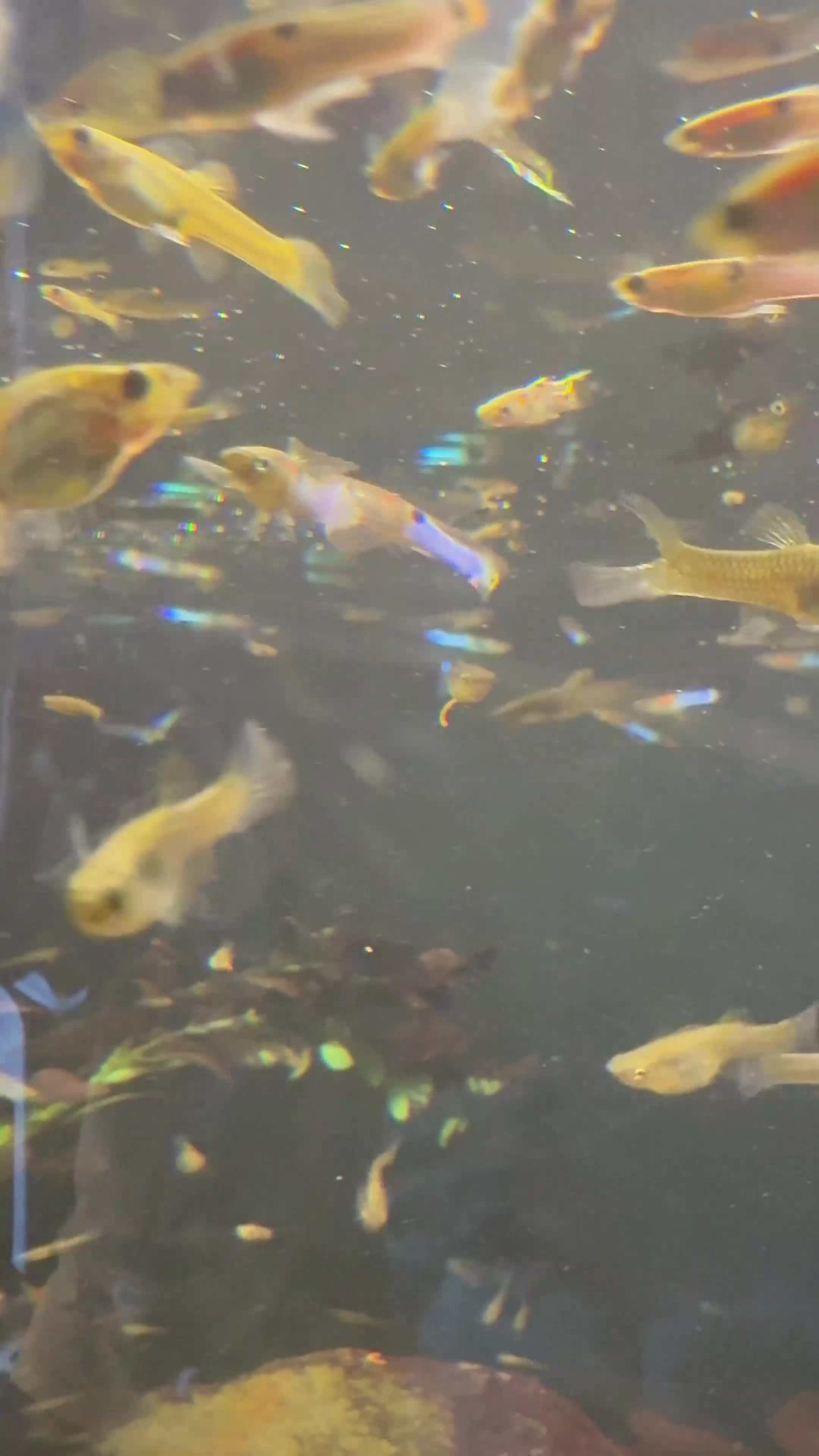 Other/Mixed Breed fish for sale: Beautiful mix guppies  in Oldham - Video 2