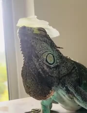 Iguana reptiles for sale: Tank the tame Blue Iguana  - Video 1