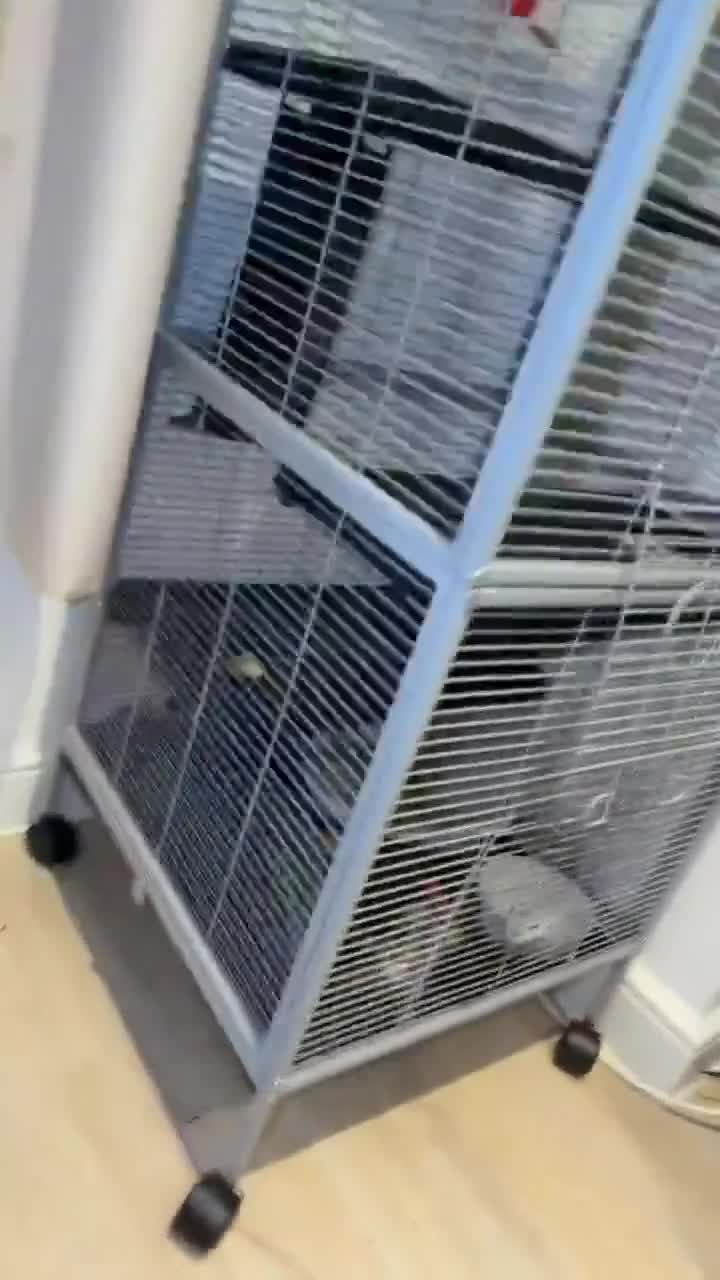 Chinchilla rodents for sale: Chinchilla and fullset up for sale  - Video 2