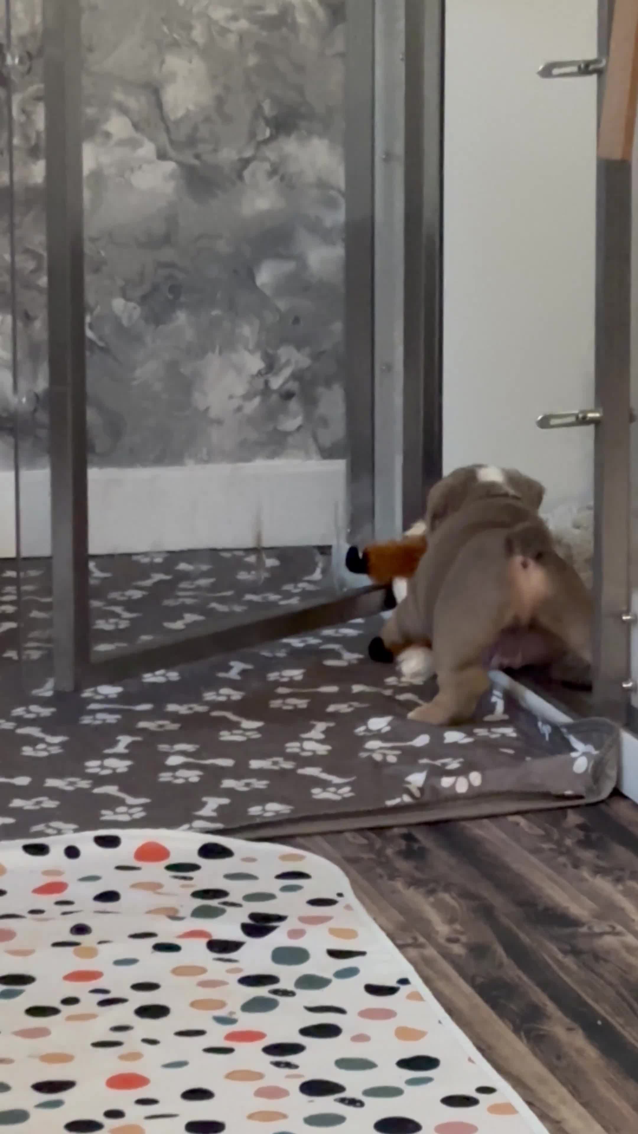 English Bulldog dogs for sale: 8 Week old English Bulldog puppies. - Video 4