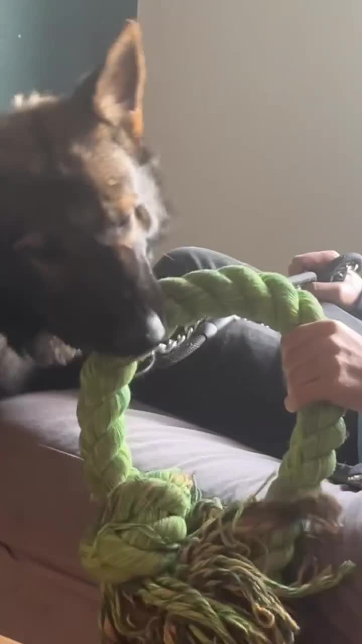 German Shepherd dogs for stud: czech shepherd stud for pick of litter  - Video 1