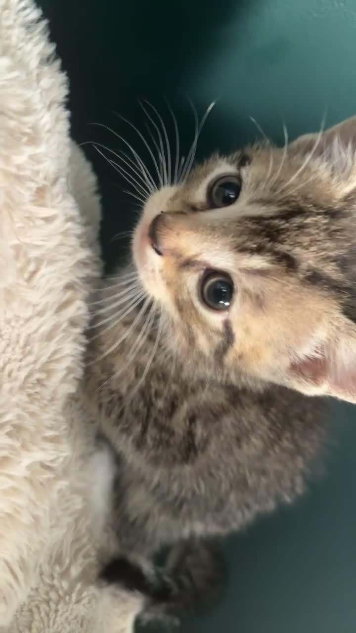 Russian Blue cats for sale: one gorgeous grey kitten for sale  - Video 1