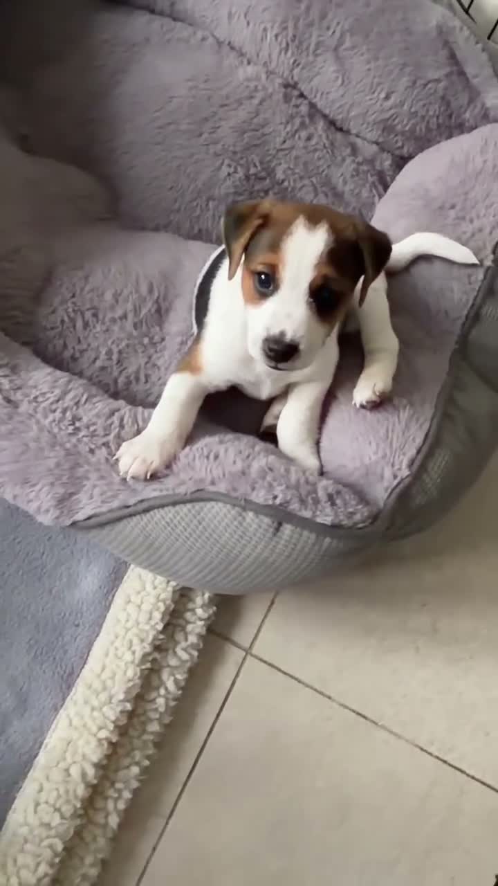 Jack Russell dogs for sale: Gorgeous Smooth-Coated Jack Russell Puppies 🐾 - Video 2