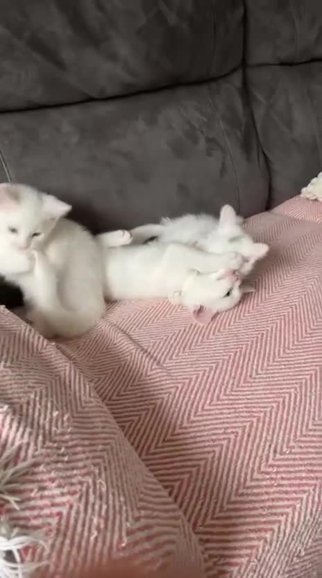 American Shorthair cats for sale: White kittens- mother tabby pattern  - Video 1